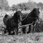 Historical Pollock v. Farmers Loan & Trust Co.: Federal Income Tax Violated the Constitution