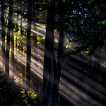 Lewis v Clarke: Supreme Court Denies Sovereign Immunity for Tribal Employees