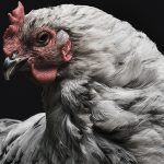 NIRA Struck Down in ALA Schechter Poultry Corp v United States
