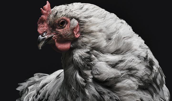 NIRA Struck Down in ALA Schechter Poultry Corp v United States