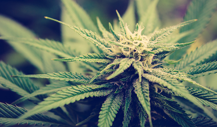 The Impact of Recreational Cannabis Legalization on New Jersey Municipalities