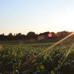 SCOTUS Invalidates Agricultural Act in United States v Butler (1936)