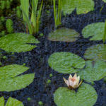 How a Frog Habitat in Louisiana May Begin to Curb Administrative Agency Power in Weyerhaeuser Company v United States Fish and Wildlife Service