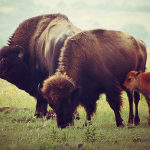 SCOTUS Issues Major Tribal Rights Ruling in McGirt v. Oklahoma