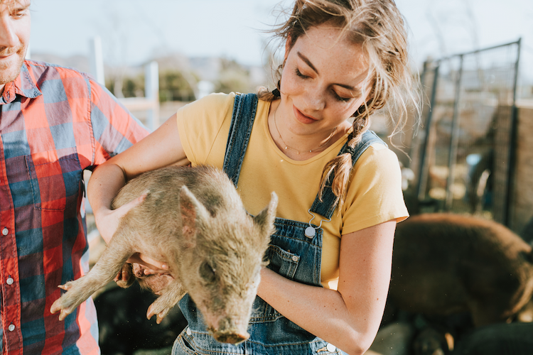 Supreme Court Upholds California Animal Welfare Law